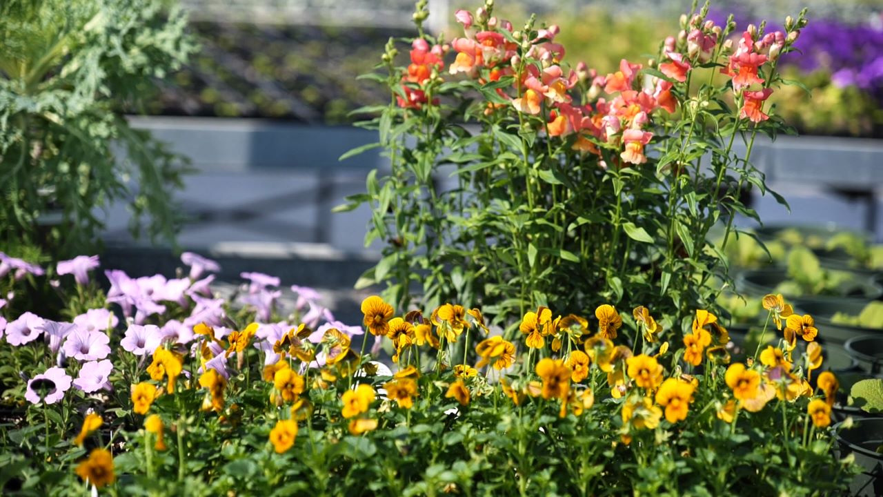 Colorful garden with yellow pansies, pink snapdragons, and light purple petunias in bloom.